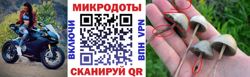 Купить где  Короча  Галлюциногенные грибы Cubensis 